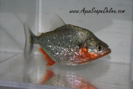 Close-up of a Red Ruby Spilo Piranha with its vibrant red coloration.