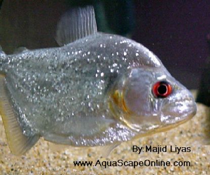 Picture of Black Diamond Piranha