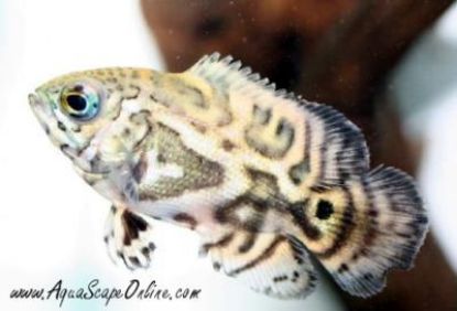 Wild Oscar fish displaying their distinctive markings in an aquarium