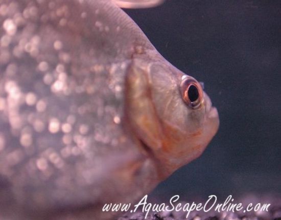 Close up view of Altuvei Piranha