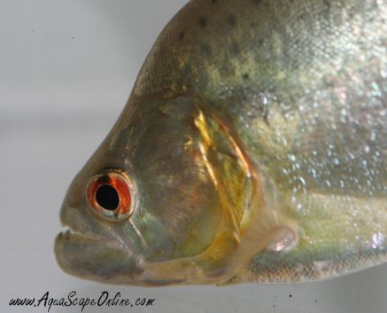 Close-up of a Gold Diamond Piranha