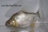 Side view of a Gold Diamond Piranha swimming in a tank