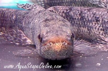 Close up view of a Wolf Fish