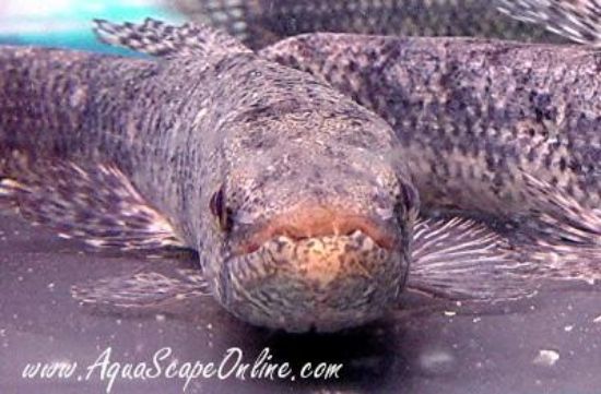 Close up view of a Wolf Fish