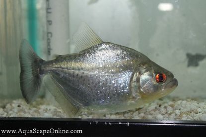 Close up view of a Blue Diamond Piranha