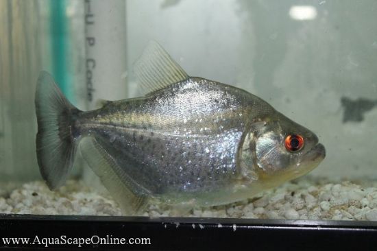 Close up view of a Blue Diamond Piranha