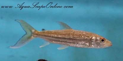 Close up view of African Vittatus Tiger Fish in an aquarium