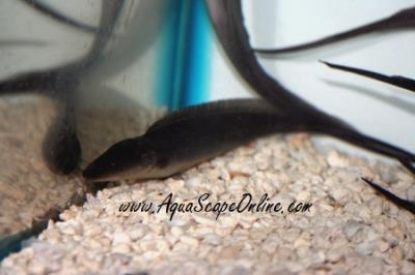 Aba Aba Knife Fish in a aquarium