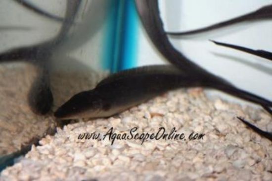 Aba Aba Knife Fish in a aquarium