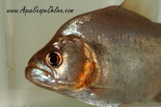 Close up view of a Gold Piranha showing it's golden colors