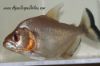 Close up view of a Gold Piranha showing it's golden colors