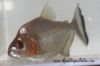 Close up view of a Gold Piranha in a tank.