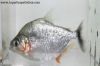 Side view of a Serrulatus Piranha