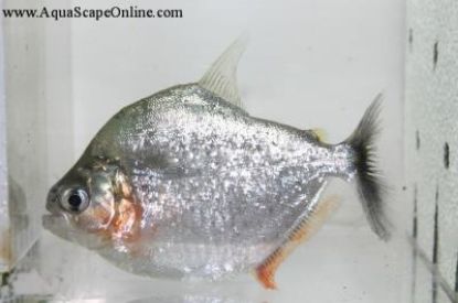 Side view of a Serrulatus Piranha