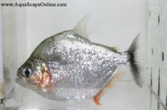 Side view of a Serrulatus Piranha
