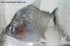 Close up of a Serrulatus Piranha