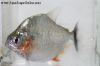 Close up of a Serrulatus Piranha