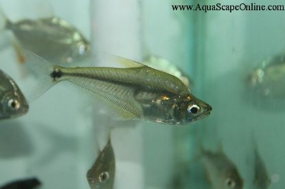 Close up of Glass Headstander