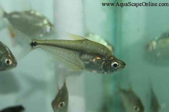 Close up of Glass Headstander