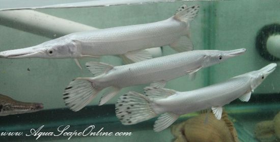 Close up of Platinum Alligator Gar