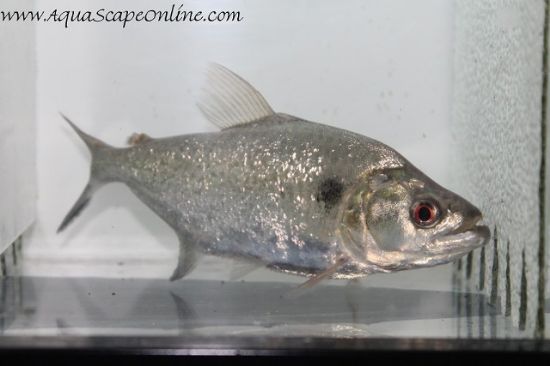 Close up of Elongatus Black Mask Piranha