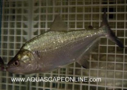 Close up of a Elongatus Piranha