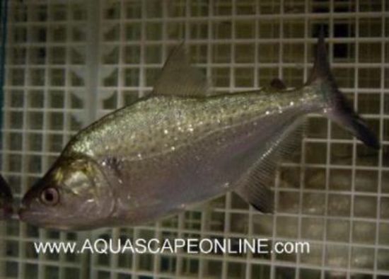 Close up of a Elongatus Piranha